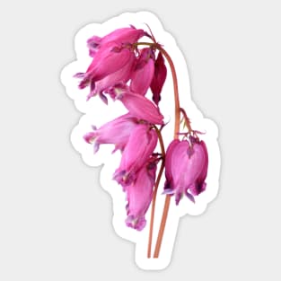 Dicentra Sticker